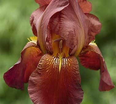 Tyskiris-Iris Germanica Caldron 1-pack Online Sale