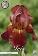 Tyskiris-Iris Germanica Caldron 1-pack Online Sale