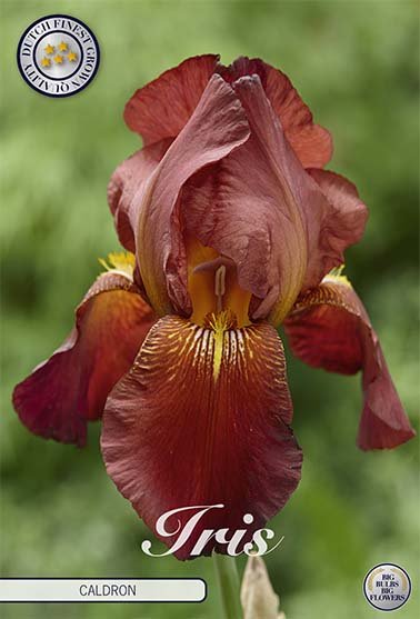 Tyskiris-Iris Germanica Caldron 1-pack Online Sale