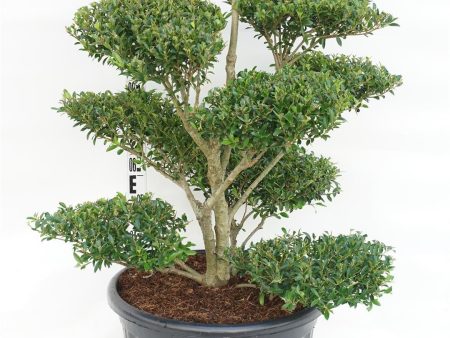 Ilex cren.  Blondie  For Sale