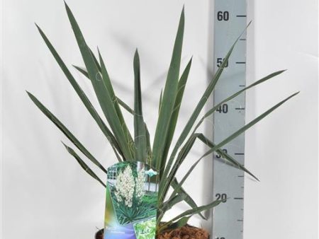 Yucca filamentosa Online now