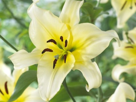 Lilja-Lilium Orienpet Late Morning (Treelily) 2-pack For Cheap