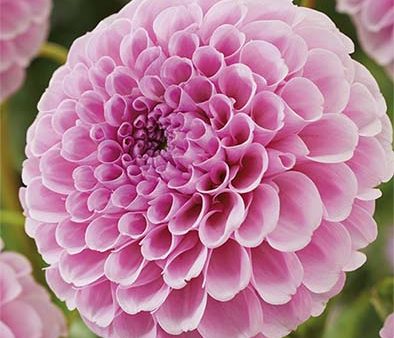 Dahlia Pompon Stolze von Berlin 1-pack NYHET Sale