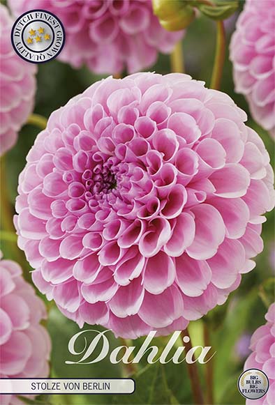 Dahlia Pompon Stolze von Berlin 1-pack NYHET Sale