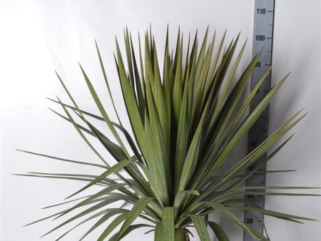 Yucca gloriosa Online Hot Sale