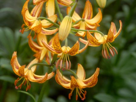 Krollija-Lilium Martagon Sunny Morning 1-pack NYHET on Sale