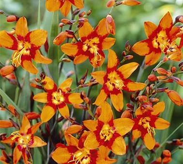 Montbretia-Crocosmia  Emily Mckenzier 10 -pack Online Sale