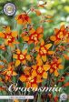 Montbretia-Crocosmia  Emily Mckenzier 10 -pack Online Sale