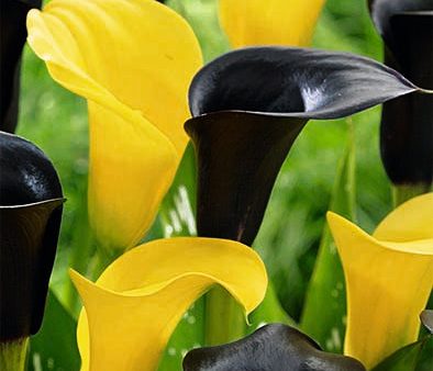 Zantedeschia Vitessa 2-pack Online Hot Sale