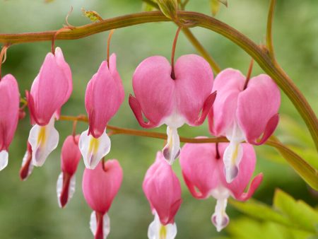 Löjtnantshjärta-Dicentra Spectabilis 1-pack Fashion