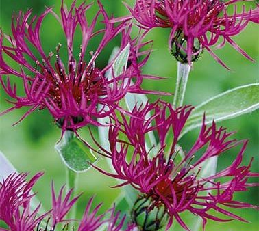 Centaurea Atropurpurea 1-pack For Cheap