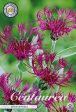 Centaurea Atropurpurea 1-pack For Cheap