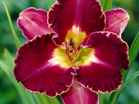 Daglilja-Hemerocallis David Kirchoff 1-pack Discount