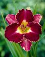 Daglilja-Hemerocallis David Kirchoff 1-pack Discount