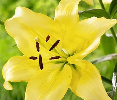 Asiatlilja-Lilium Yellow Power NYHET  2-pack Cheap