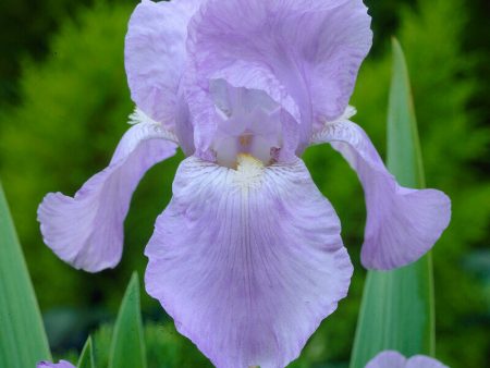 Tyskiris-Iris Germanica Jane Philips 1-pack For Cheap