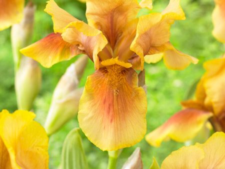 Tyskiris-Iris Germanica Golden Muffin 1-pack on Sale