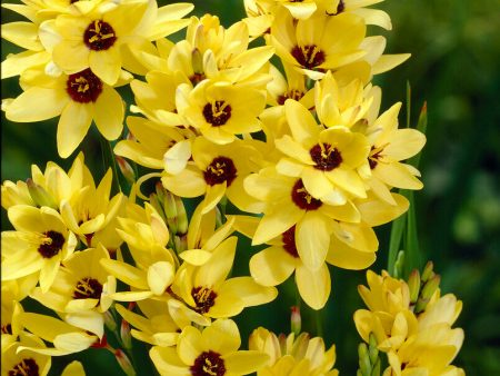 Ixia Yellow 15-pack Supply