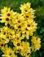 Ixia Yellow 15-pack Supply