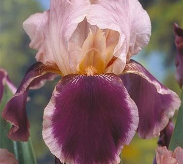 Tyskiris-Iris Germanica Christmas Carol 1-pack Discount