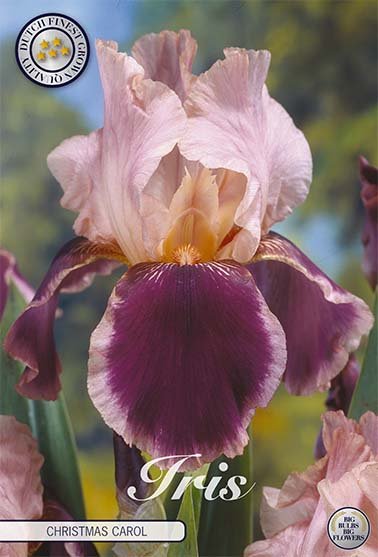 Tyskiris-Iris Germanica Christmas Carol 1-pack Discount