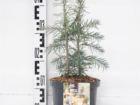 Abies concolor For Sale