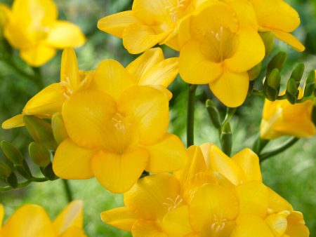 Freesia-Single Yellow 15 -pack Cheap