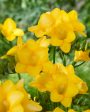 Freesia-Single Yellow 15 -pack Cheap