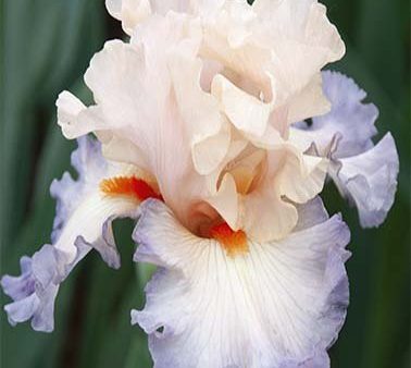 Tyskiris-Iris Germanica Burmese Dawn 1-pack Online