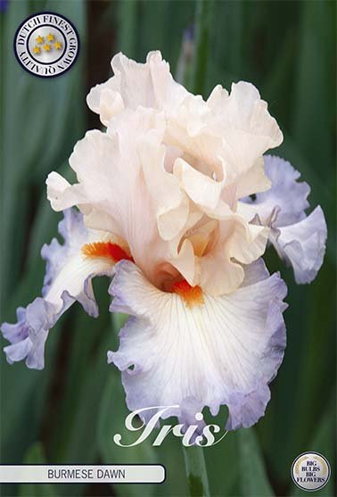 Tyskiris-Iris Germanica Burmese Dawn 1-pack Online