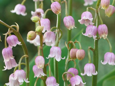 Liljekonvalj-Convallaria Majalis Pink 3-pack Online now