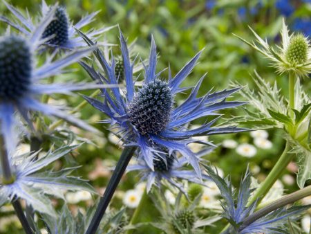 Martorn-Eryngium Big Blue 1-pack For Discount