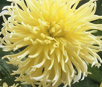 Dahlia Yellow Star Dekorativ 1-pack NYHET Fashion