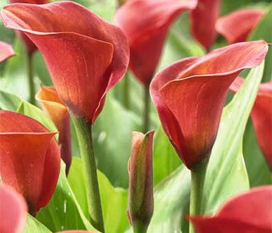 Zantedeschia Red Sox  1-pack Online now