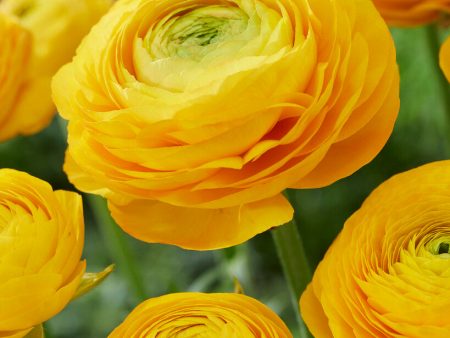 Bukettranunkel-Ranunculus Yellow 10-pack Sale