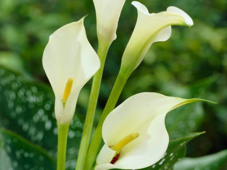 Zantedeschia Albomuculata 1-pack Online Hot Sale