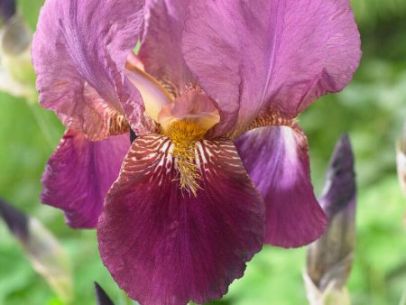 Tyskiris-Iris Germanica Senlac 1-pack Cheap