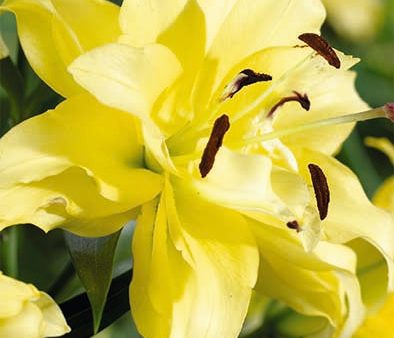 Orientalisk Lilja-Lilium Oriental Tomos NYHET  2-pack on Sale