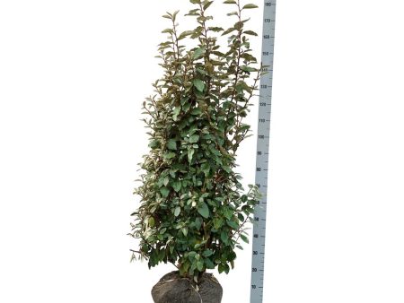 Elaeagnus ebb.  Compacta  For Cheap