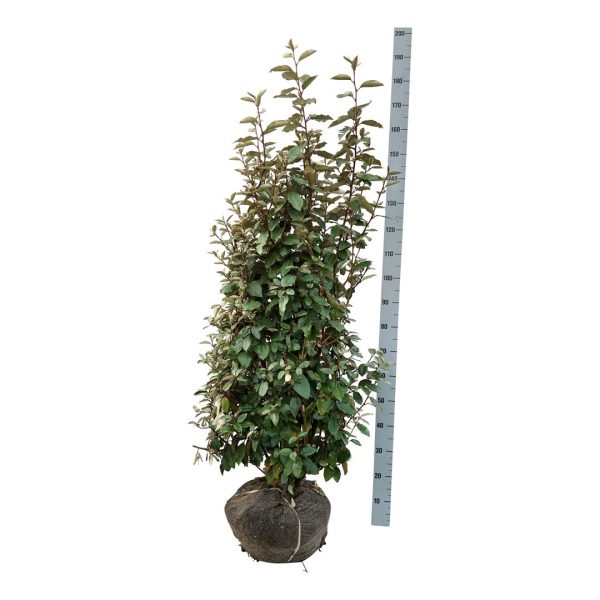 Elaeagnus ebb.  Compacta  For Cheap