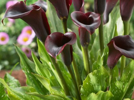 Zantedeschia Schwarzwalder  1-pack Online now