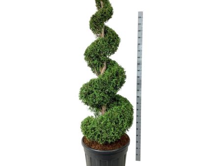 Thuja occ.  Brabant  Online Sale