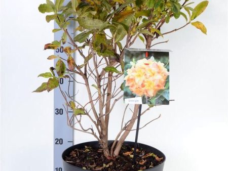 Rhododendron (AK)  Anneke  Online