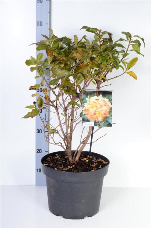 Rhododendron (AK)  Anneke  Online