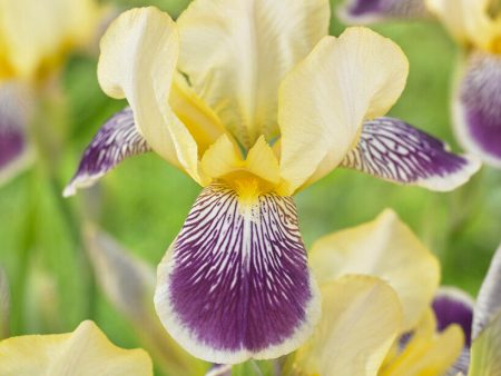 Tyskiris-Iris Germanica Nibelungen 1-pack Online now