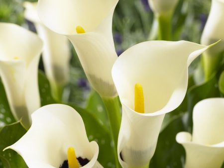 Zantedeschia Black Eyed Beauty  1-pack Sale