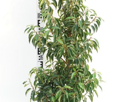 Prunus lus.  Angustifolia  on Sale