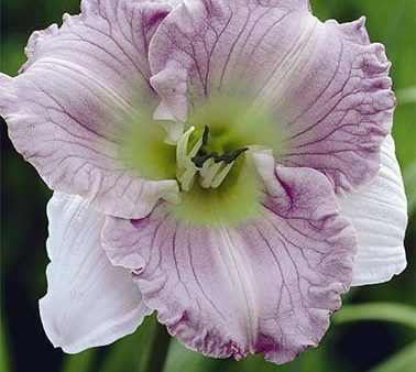 Daglilja-Hemerocallis Ellonore 1-pack Online