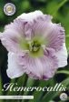 Daglilja-Hemerocallis Ellonore 1-pack Online