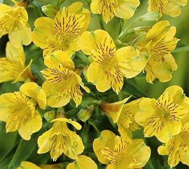 Alstroemeria Yellow 2-pack Online Hot Sale